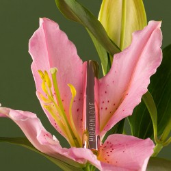 Brillant à lèvres - Gloss haut de gamme pour les couples