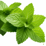 Menthe