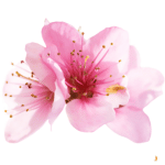Fleur de cerisier