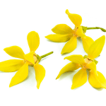 Ylang-Ylang