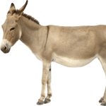 Lait d'anesse