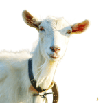 Lait de chèvre