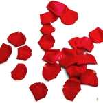 Pétales de roses