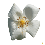 Musc blanc