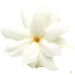 Jasmin