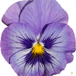 Violette