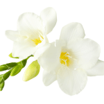 Freesia